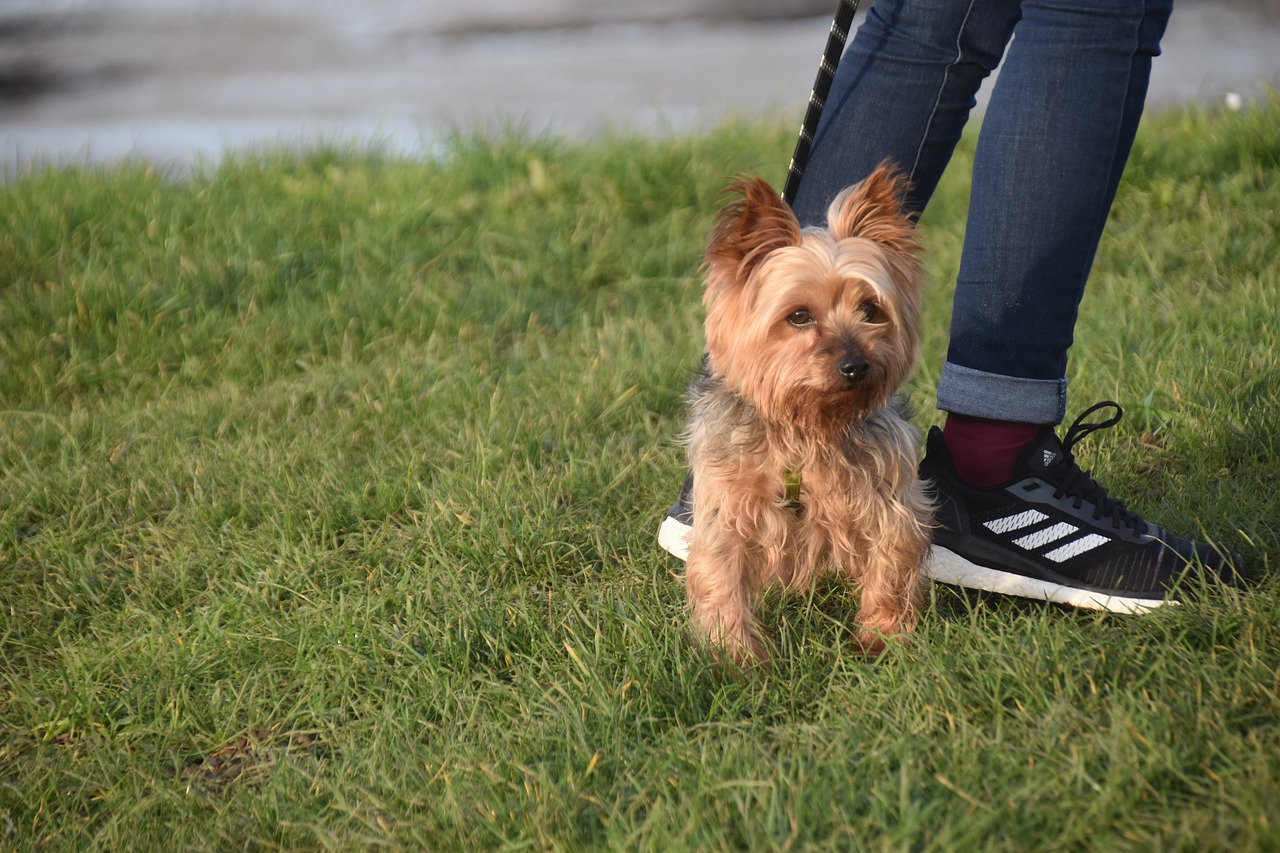 Dog Horkshier  - JACLOU-DL / Pixabay