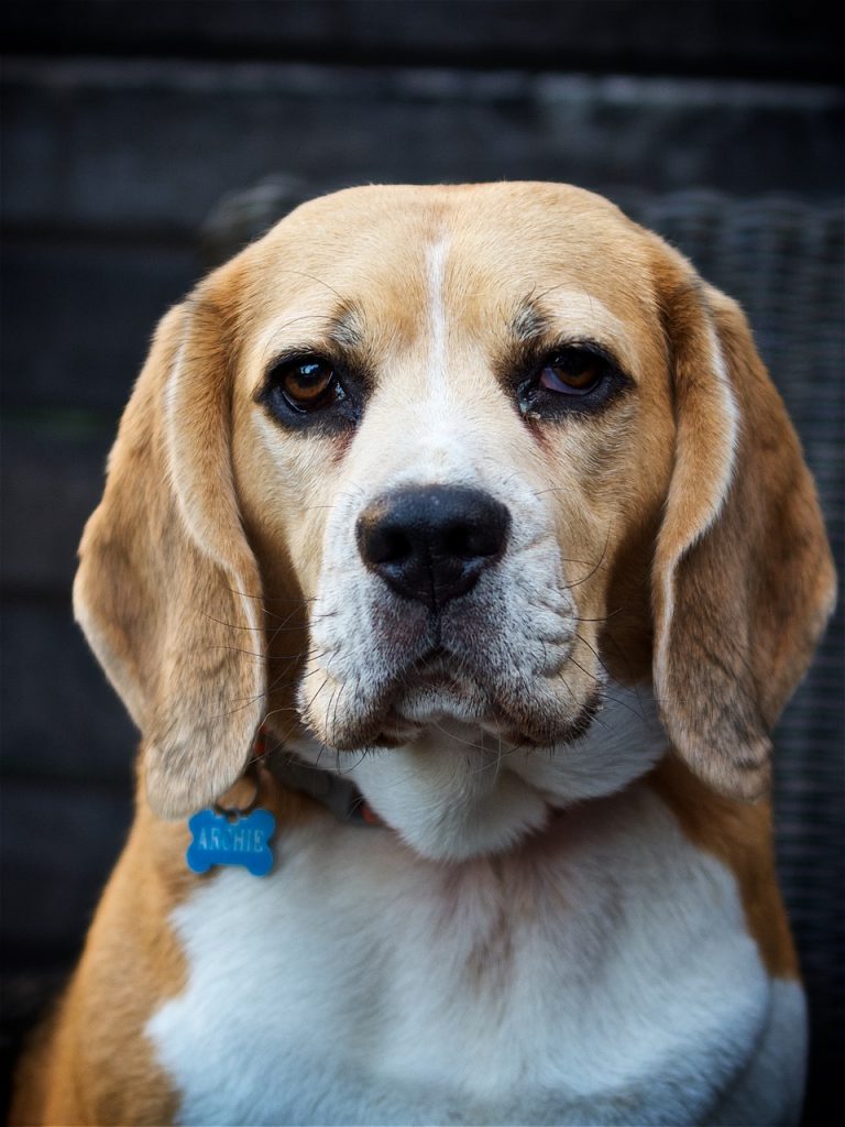 Dog Hound Animal Veterinary Friend  - LeeChandler / Pixabay