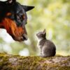 Dog Kitten Animals Pets Cat  - flutie8211 / Pixabay