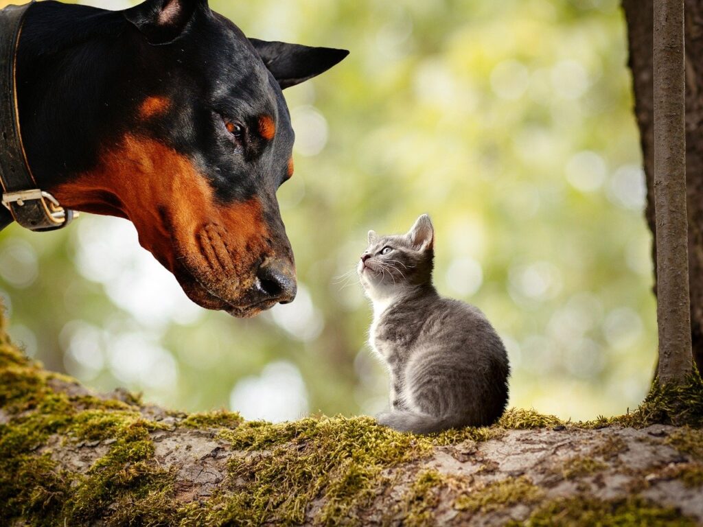 Dog Kitten Animals Pets Cat  - flutie8211 / Pixabay