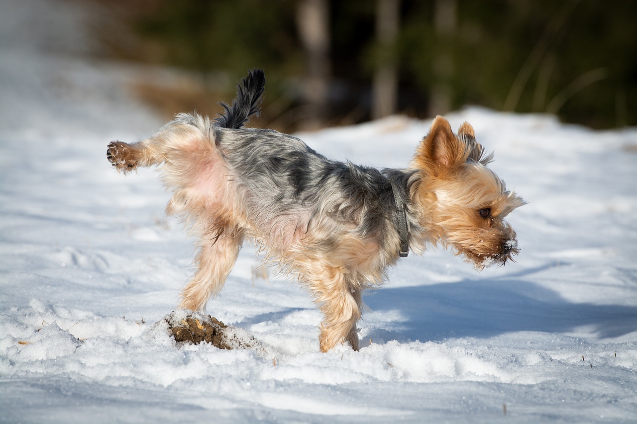 Dog Pee Out Winter Snow Small  - Pezibear / Pixabay