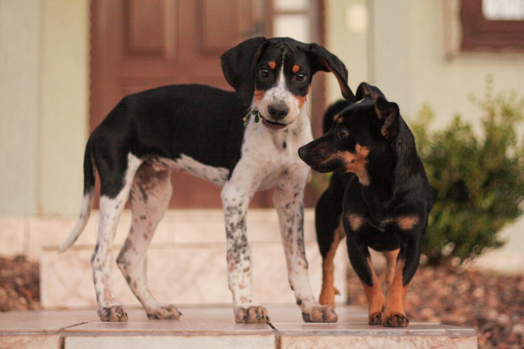Dog Pet Animal Muzzle Friend  - giovannistrapazzon / Pixabay