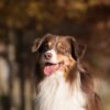 Dog Pet Australian Shepherd Animal  - RebeccasPictures / Pixabay