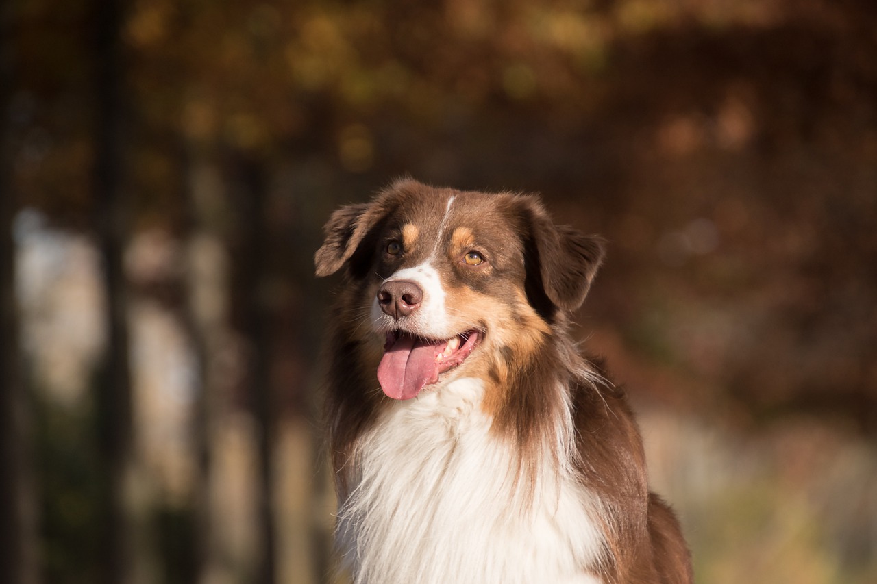 Dog Pet Australian Shepherd Animal  - RebeccasPictures / Pixabay