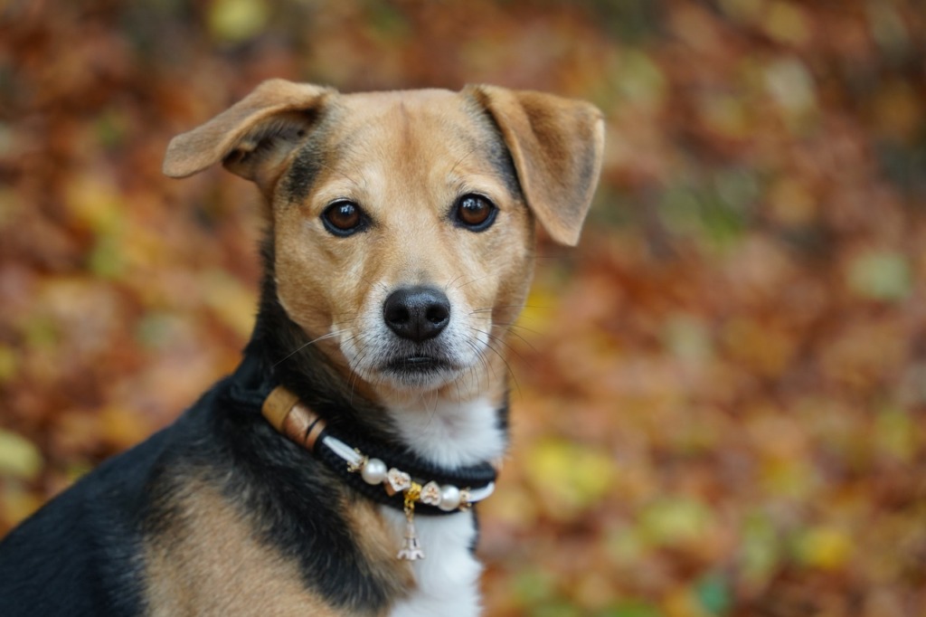Dog Pet Canine Animal Fur Collar  - svs_photos / Pixabay