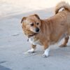 Dog Pet Canine Fur Brown  - icsilviu / Pixabay