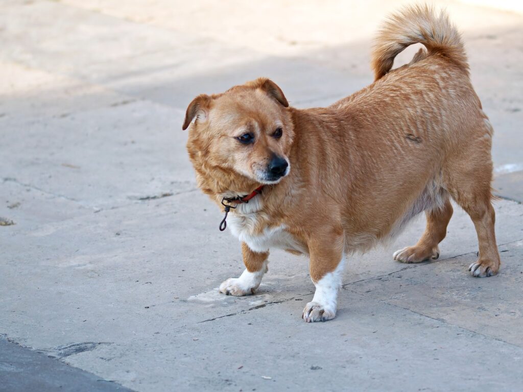 Dog Pet Canine Fur Brown  - icsilviu / Pixabay