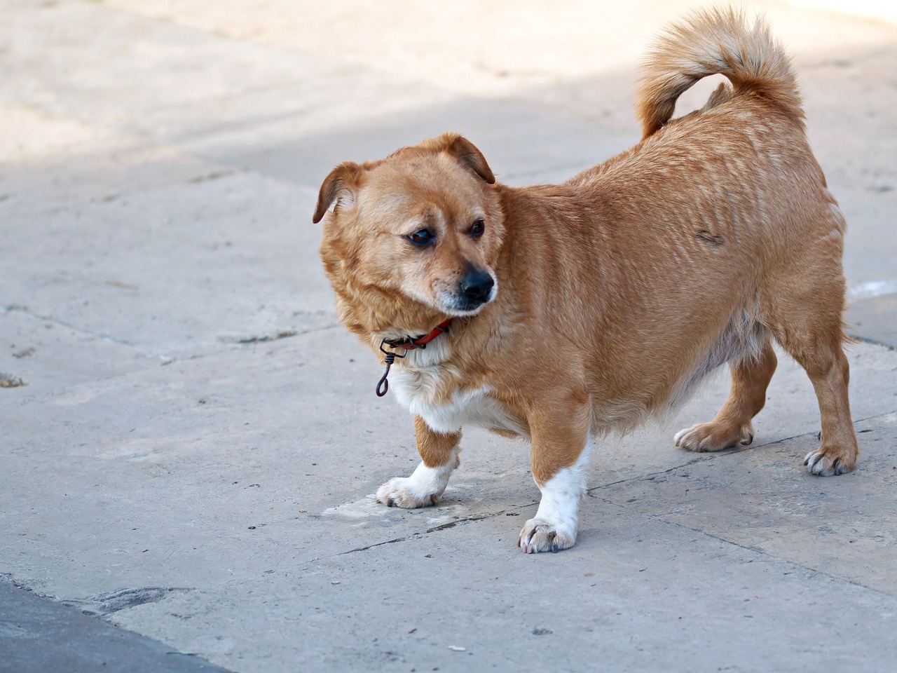 Dog Pet Canine Fur Brown  - icsilviu / Pixabay