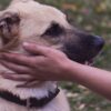 Dog Pet Hand Petting Animal  - Alexas_Fotos / Pixabay