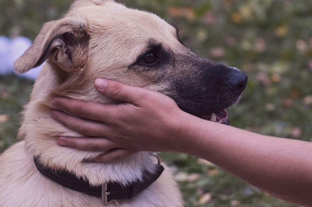 Dog Pet Hand Petting Animal  - Alexas_Fotos / Pixabay