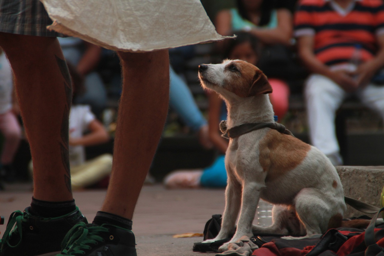 Dog Puppy Pet Cute Adorable - Space_Bee / Pixabay