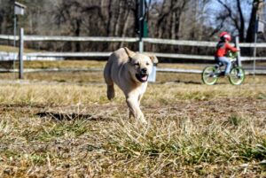 Dog Puppy Running Run Playful  - elianaenloe / Pixabay