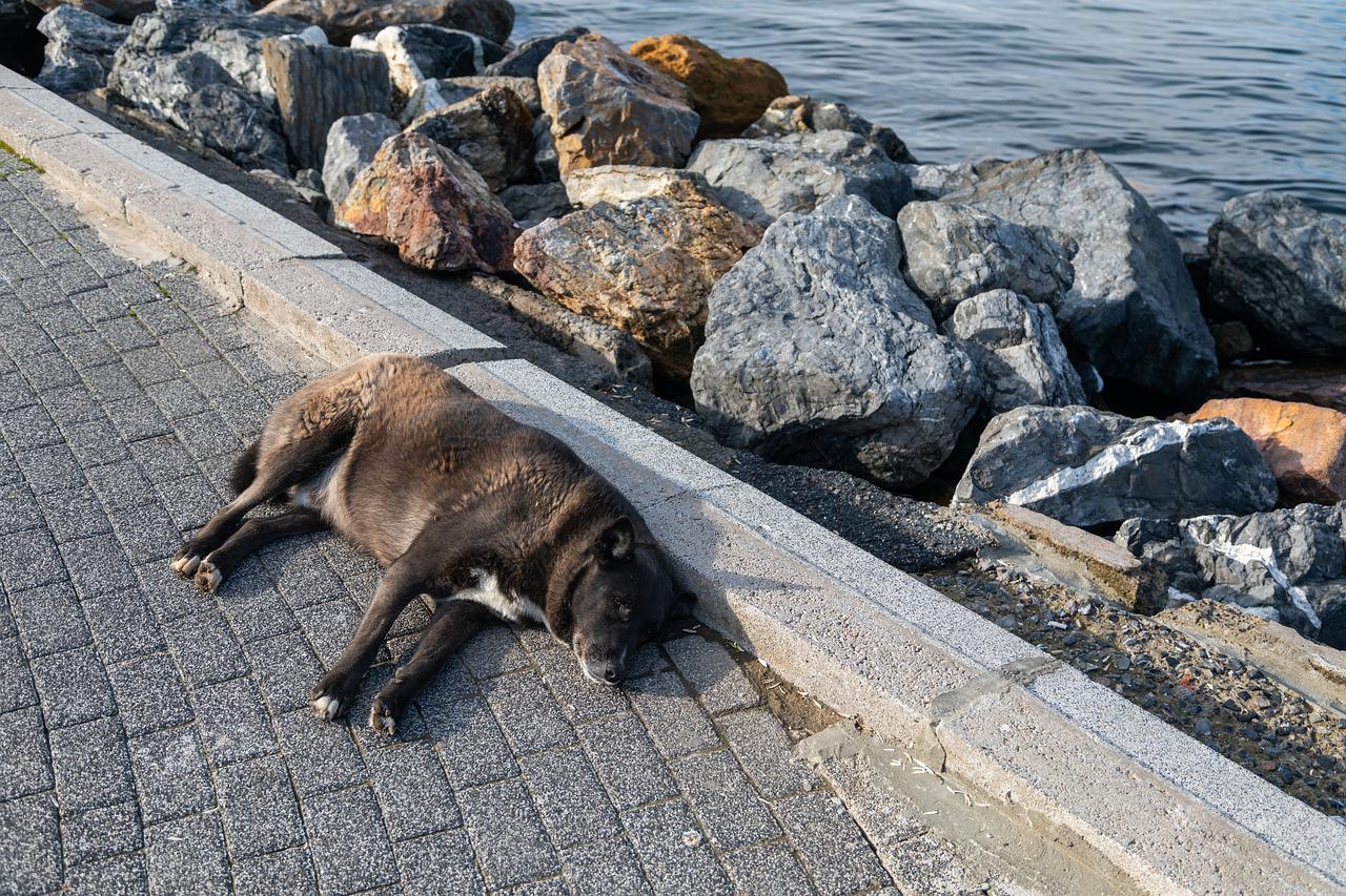 Dog Puppy Street Stray Abandoned - bakhrom_media / Pixabay