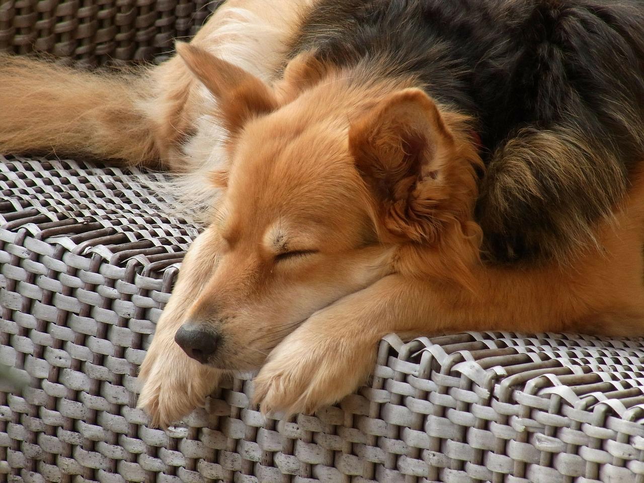 Dog Ronni Ronja Animal Sleep - 7854 / Pixabay
