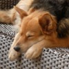 Dog Ronni Ronja Animal Sleep  - 7854 / Pixabay