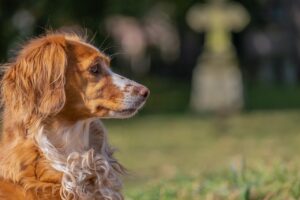 Dog Sad Wait Cemetery Waiting  - Couleur / Pixabay