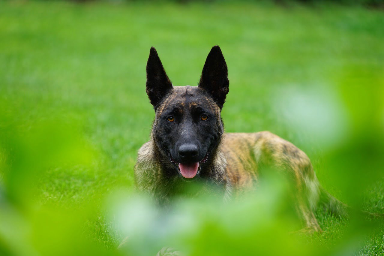 Dog Sheep Dog Portrait Dutch  - mariuszopole / Pixabay