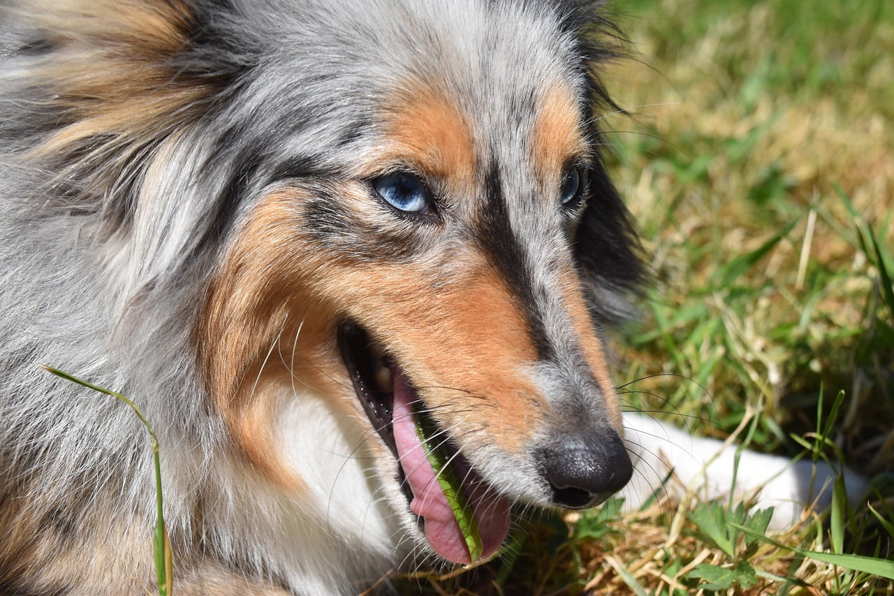 Dog Shetland Sheepdog  - JACLOU-DL / Pixabay