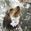 Dog Snowball Frozen Funny Cold  - Antonsjolander / Pixabay