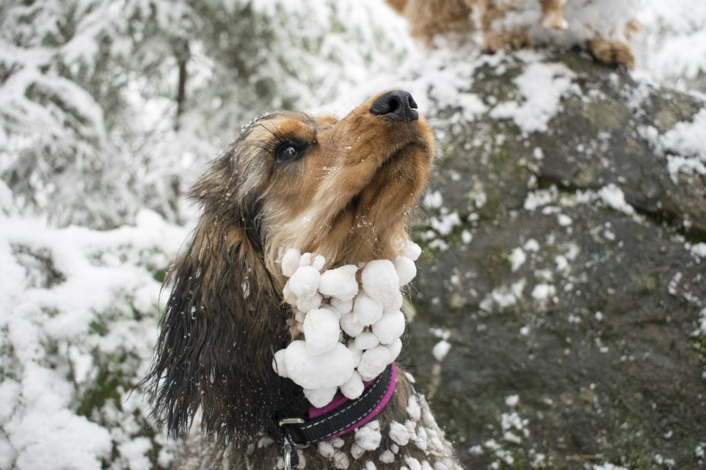 Dog Snowball Frozen Funny Cold  - Antonsjolander / Pixabay