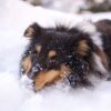 Dog Walk Snow Shetland Sheepdog  - JACLOU-DL / Pixabay