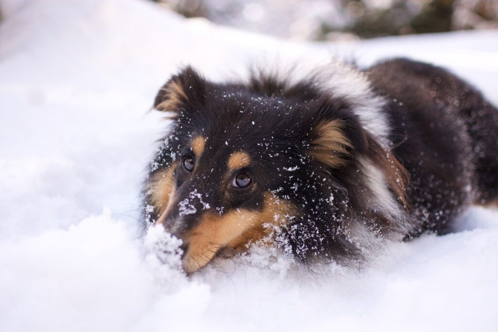 Dog Walk Snow Shetland Sheepdog  - JACLOU-DL / Pixabay