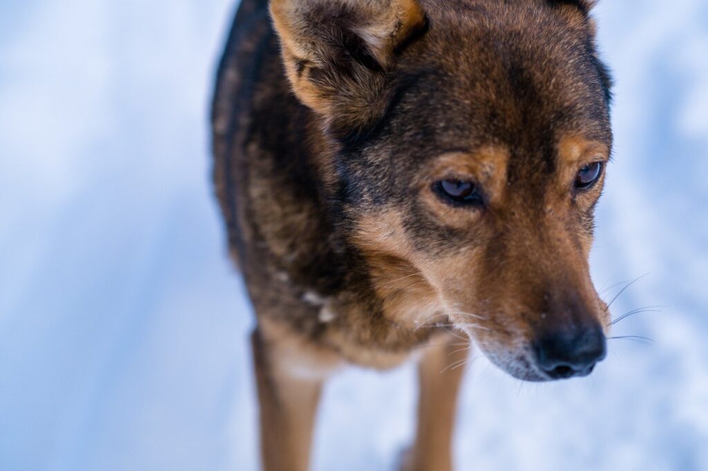 Dog Wolf Snow Animal Winter  - Mitrey / Pixabay
