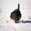 Doggy Winter Animal Pet Puppy  - jwvein / Pixabay