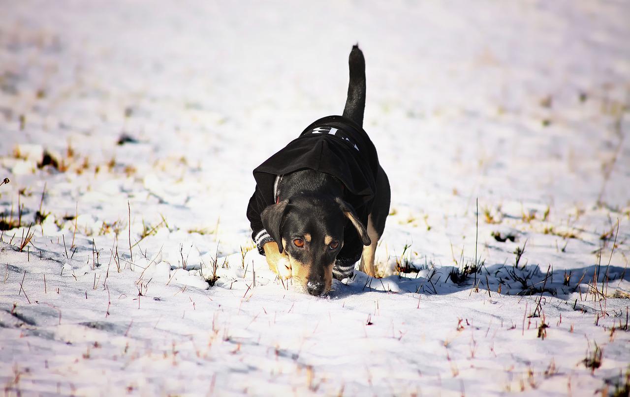 Doggy Winter Animal Pet Puppy - jwvein / Pixabay