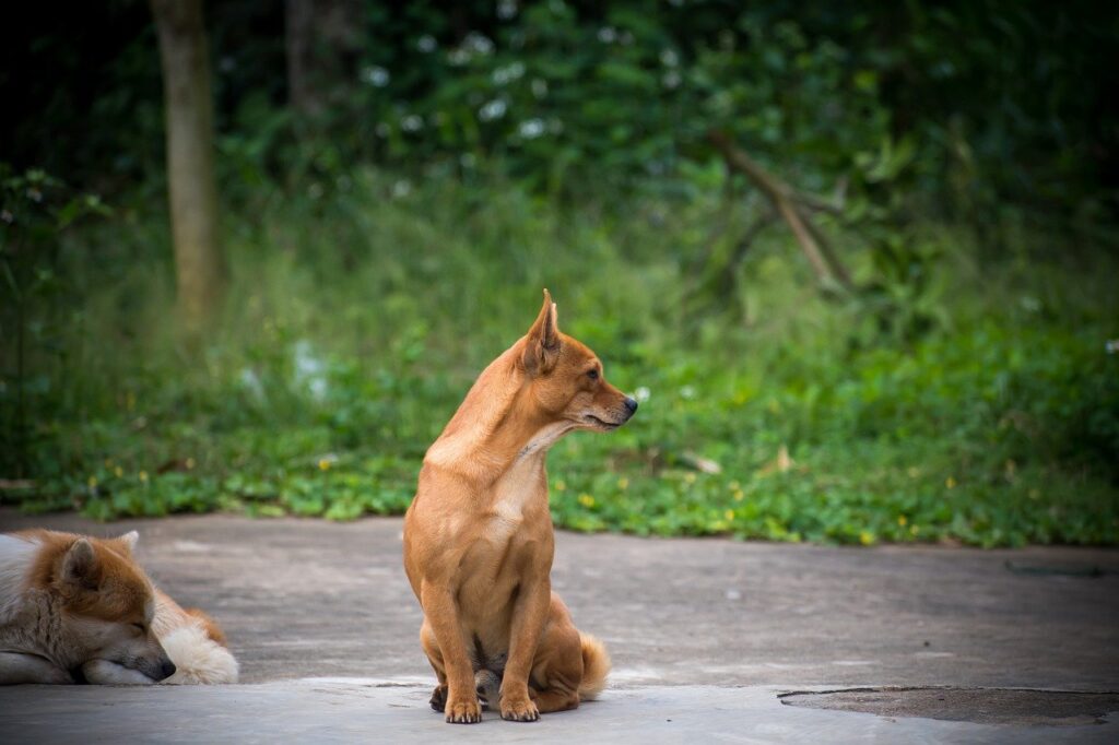 Dogs Animals Canine Mammals Pets  - tientran0019 / Pixabay