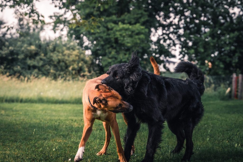 Dogs Canines Pets Domestic Play  - DA_Mayerbepp / Pixabay