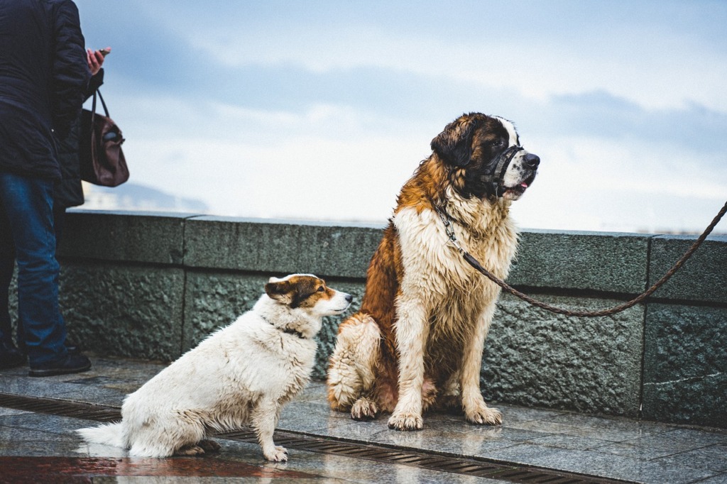 Dogs Pets Leash Wet Canine Animal  - dem_rec / Pixabay