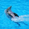 Dolphin Animal Swim Water Mammal  - Sekau67 / Pixabay