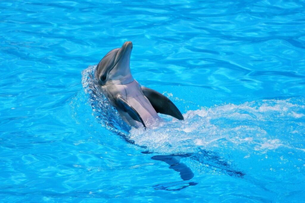 Dolphin Animal Swim Water Mammal  - Raw2Jpeg / Pixabay