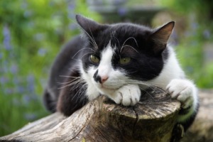 Domestic Cat Cat Lies Stump Cool  - ivabalk / Pixabay