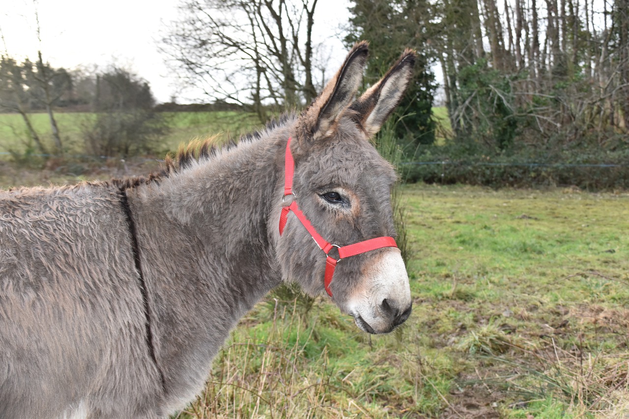 Donkey Equine Red Halter Donkey  - JACLOU-DL / Pixabay