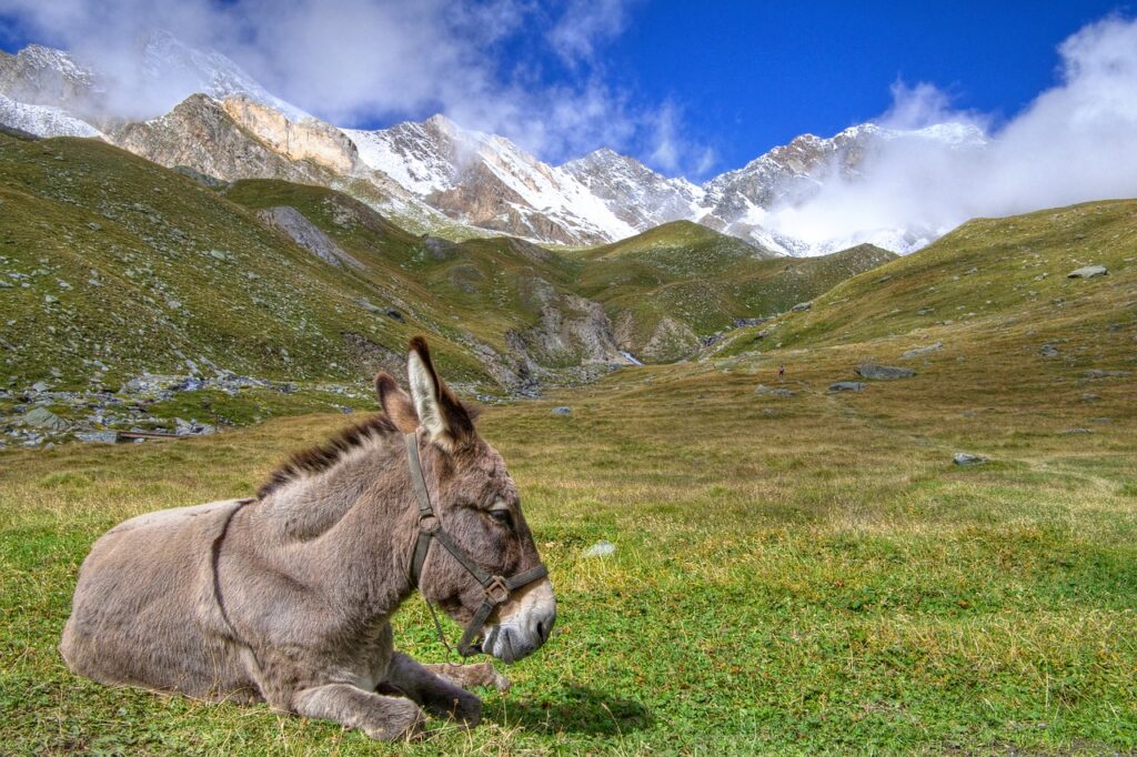 Donkey Mountain Alps Equine  - Camera-man / Pixabay