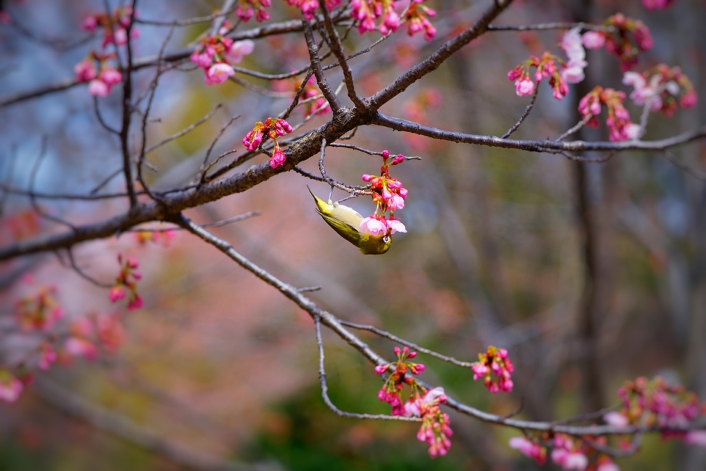 Donut Bird Bird Cherry Blossoms  - PhươngNguyễn / Pixabay
