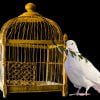 Dove Bird Animal White Dove  - blende12 / Pixabay