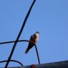 Dove Bird Pigeon Wings Flying  - mari_sparrow / Pixabay
