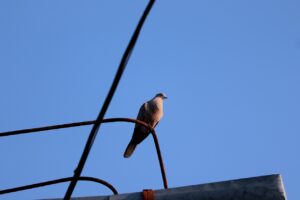 Dove Bird Pigeon Wings Flying  - mari_sparrow / Pixabay