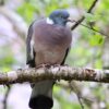 Dove Pigeon Bird Branch Perched  - Nennieinszweidrei / Pixabay