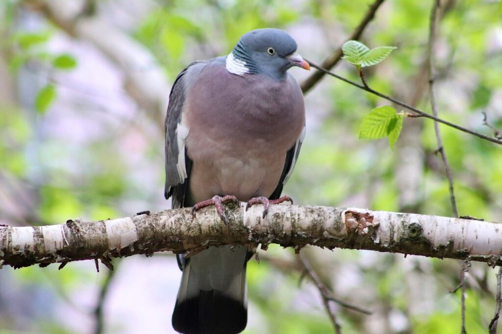Dove Pigeon Bird Branch Perched  - Nennieinszweidrei / Pixabay