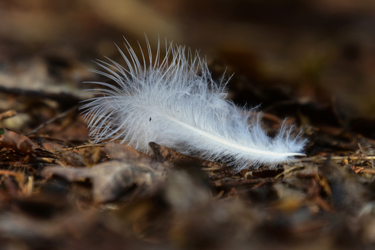 Down Feather White Feather  - MabelAmber / Pixabay
