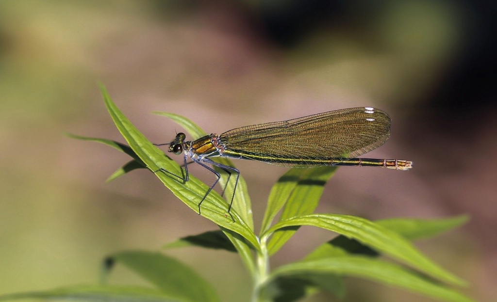Dragonfly Insect Macro Wings  - Gab-Rysia / Pixabay