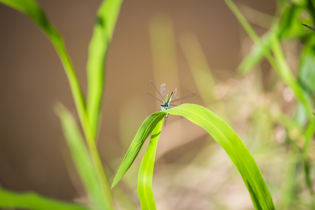 Dragonfly Insect Wings  - MolnarSzabolcsErdely / Pixabay