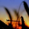 Dragonfly Silouhette Sunset  - Lolame / Pixabay