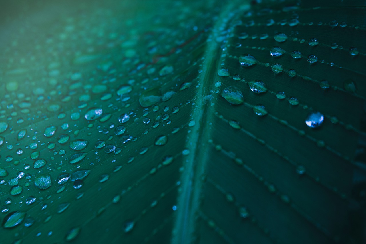 Drops Night Light Leaf Dark  - drfuenteshernandez / Pixabay