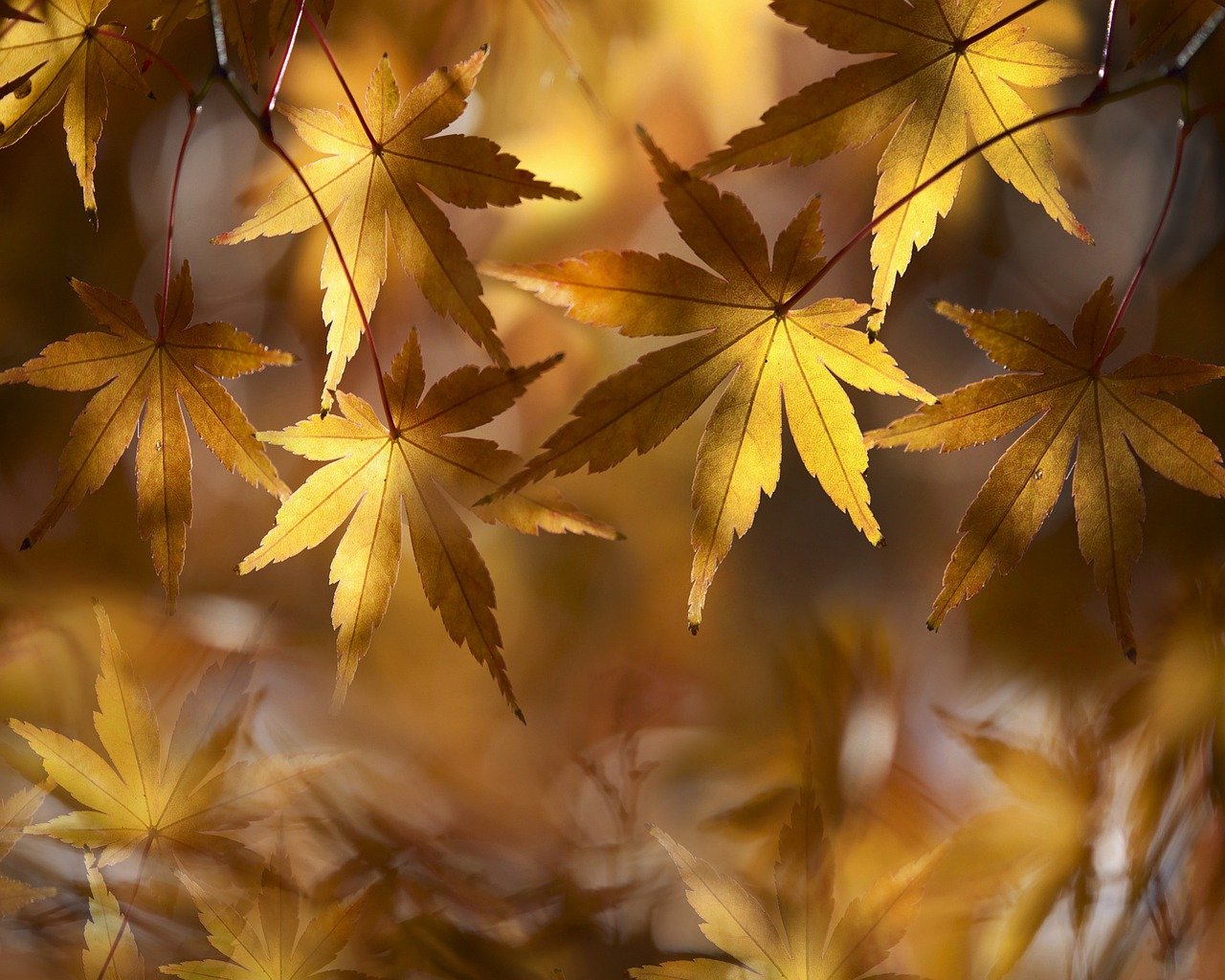 dry leaves autumn sheets nature 4968705