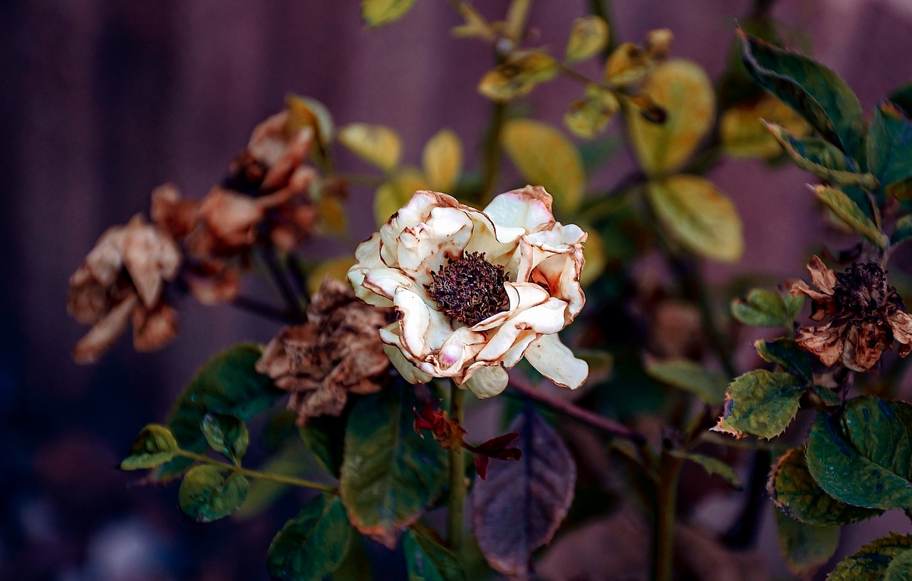 Dry Roses Flowers Withered Wilted - Ri_Ya / Pixabay